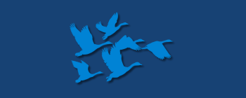 The Quest for Longevity: What Can We Learn From Family Businesses About Long-Term Survival?